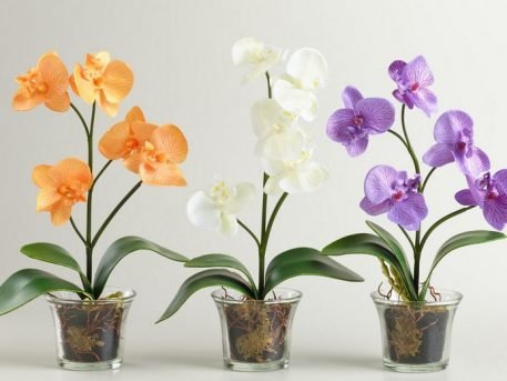 Trijų populiariausių kambarinių augalų priežiūra